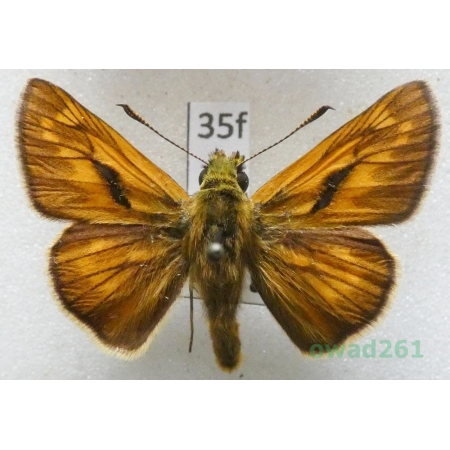 Ochlodes sylvanus (Esper, 1777) Czech35f